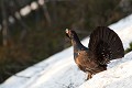  grand tétras, tetrao urogallus, montagne, vertébré, France, oiseau, Pyrénées 