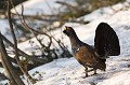  grand tétras, tetrao urogallus, montagne, vertébré, France, oiseau, Pyrénées 