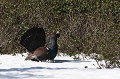  grand tétras, tetrao urogallus, montagne, vertébré, France, oiseau, Pyrénées 