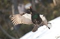  grand tétras, tetrao urogallus, montagne, vertébré, France, oiseau, Pyrénées 