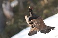  grand tétras, tetrao urogallus, montagne, vertébré, France, oiseau, Pyrénées 