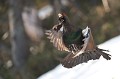  grand tétras, tetrao urogallus, montagne, vertébré, France, oiseau, Pyrénées 