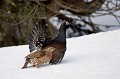  grand tétras, tetrao urogallus, montagne, vertébré, France, oiseau, Pyrénées 