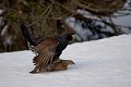  grand tétras, tetrao urogallus, montagne, vertébré, France, oiseau, Pyrénées, accouplement 