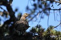  grand tétras, tetrao urogallus, montagne, vertébré, France, oiseau, Pyrénées 