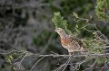  grand tétras, tetrao urogallus, montagne, vertébré, France, oiseau, Pyrénées 