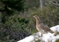  grand tétras, tetrao urogallus, montagne, vertébré, France, oiseau, Pyrénées 