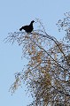  tétras-lyre, tetrao tetrix, vertébré, oiseau, France, montagne 