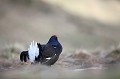  tétras-lyre, tetrao tetrix, vertébré, oiseau, France, montagne 