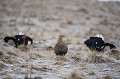  tétras-lyre, tetrao tetrix, vertébré, oiseau, France, montagne 