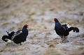  tétras-lyre, tetrao tetrix, vertébré, oiseau, France, montagne 