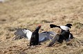  tétras-lyre, tetrao tetrix, vertébré, oiseau, France, montagne, combat 