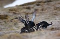  tétras-lyre, tetrao tetrix, vertébré, oiseau, France, montagne, combat 