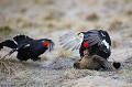  tétras-lyre, tetrao tetrix, vertébré, oiseau, France, montagne, accouplement 