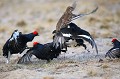  tétras-lyre, tetrao tetrix, vertébré, oiseau, France, montagne, accouplement 