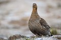  tétras-lyre, tetrao tetrix, vertébré, oiseau, France, montagne, femelle 