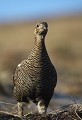  tétras-lyre, tetrao tetrix, vertébré, oiseau, France, montagne, 