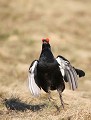  tétras-lyre, tetrao tetrix, vertébré, oiseau, France, montagne, 