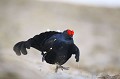  tétras-lyre, tetrao tetrix, vertébré, oiseau, France, montagne, 