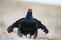  tétras-lyre, tetrao tetrix, vertébré, oiseau, France, montagne, 