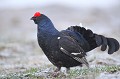  tétras-lyre, tetrao tetrix, vertébré, oiseau, France, montagne, 