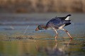  étang, oiseau, porphyrio porphyrio, porphyrion bleu, rallidés, Talève sultane, vertébrés 