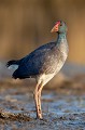  étang, oiseau, porphyrio porphyrio, porphyrion bleu, rallidés, Talève sultane, vertébrés 