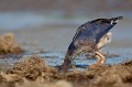  étang, oiseau, porphyrio porphyrio, porphyrion bleu, rallidés, Talève sultane, vertébrés 