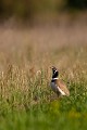  outarde canepetière, tetrax tetrax, oiseau, plaine, vertébré, France 