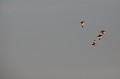  outarde canepetière, tetrax tetrax, oiseau, plaine, vertébré, France 