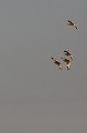  outarde canepetière, tetrax tetrax, oiseau, plaine, vertébré, France 