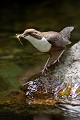  cincle plongeur cinclus cinclus, oiseau, vertébré, montagne, ruisseau, France 