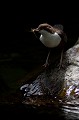  cincle plongeur cinclus cinclus, oiseau, vertébré, montagne, ruisseau, France 