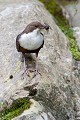  cincle plongeur cinclus cinclus, oiseau, vertébré, montagne, ruisseau, France 