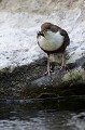  cincle plongeur cinclus cinclus, oiseau, vertébré, montagne, ruisseau, France 