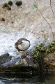  cincle plongeur cinclus cinclus, oiseau, vertébré, montagne, ruisseau, France 
