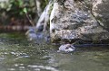  cincle plongeur cinclus cinclus, oiseau, vertébré, montagne, ruisseau, France 
