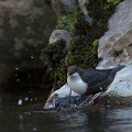  cincle plongeur cinclus cinclus, oiseau, vertébré, montagne, ruisseau, France 