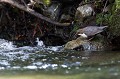  cincle plongeur cinclus cinclus, oiseau, vertébré, montagne, ruisseau, France 