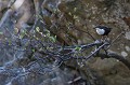  cincle plongeur cinclus cinclus, oiseau, vertébré, montagne, ruisseau, France 