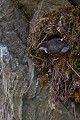  cincle plongeur cinclus cinclus, oiseau, vertébré, montagne, ruisseau, France 