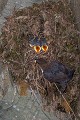  cincle plongeur cinclus cinclus, oiseau, vertébré, montagne, ruisseau, France 