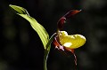 Appelée "sabot de la vierge" ou "pantoufle de Notre-Dame", il pousse dans les clairière ou en lisière des bois de l'étage montagnard fleur, montagne, Alpes, sabot de vénus, cypripedium calceolus 