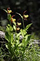 Appelée "sabot de la vierge" ou "pantoufle de Notre-Dame", il pousse dans les clairière ou en lisière des bois de l'étage montagnard fleur, montagne, Alpes, sabot de vénus, cypripedium calceolus 