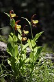 Appelée "sabot de la vierge" ou "pantoufle de Notre-Dame", il pousse dans les clairière ou en lisière des bois de l'étage montagnard fleur, montagne, Alpes, sabot de vénus, cypripedium calceolus 