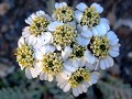  fleur, montagne, Alpes, l'achillée naine, Achillea nana 