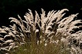 fleur, montagne, Alpes, graminée, calamagrostis 