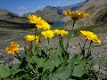  fleur, montagne, Alpes, la doronic à grandes fleurs, Doronicum grandiflorum 