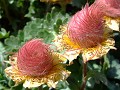 Elle pousse  dans les éboulis et les alluvions fluviatiles de l'étage montagnard fleur, montagne, Alpes, la benoîte rampante (Geum reptans) 