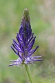 Elle pousse dans les clairières et sous bois de l'étage montagnard fleur, montagne, Alpes, la raiponce en épi, Phyteuma spicatum 
